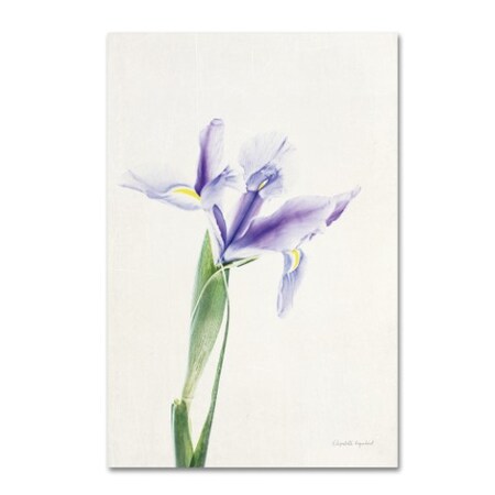 Trademark Fine Art Elizabeth Urquhart 'Light and Bright Floral IV' Canvas Art, 30x47 WAP01928-C3047GG